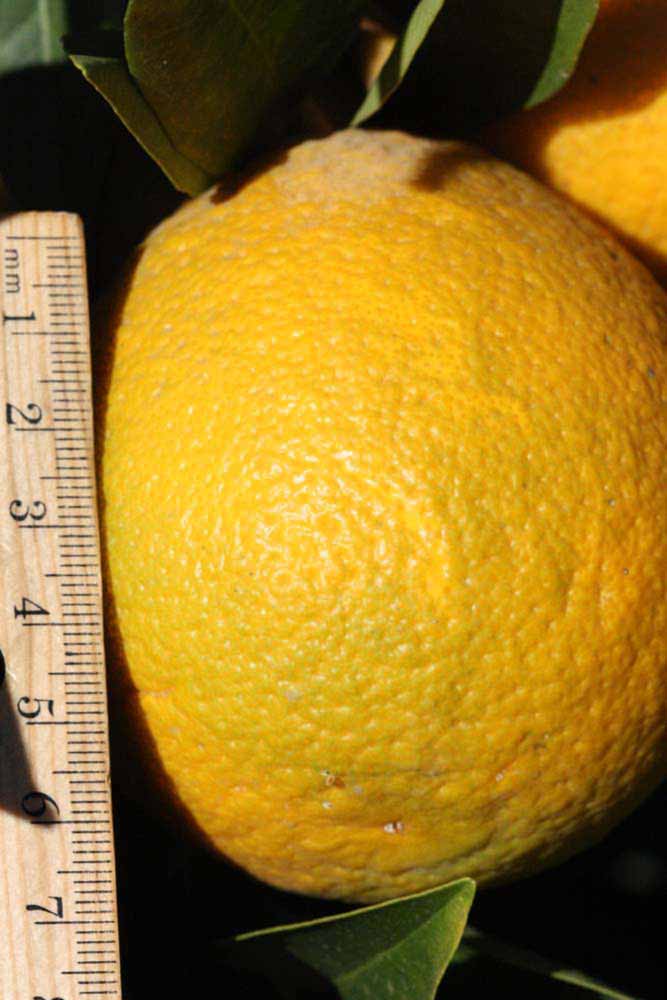            Fruit (Bream Tarocco, Riverside, CA)   